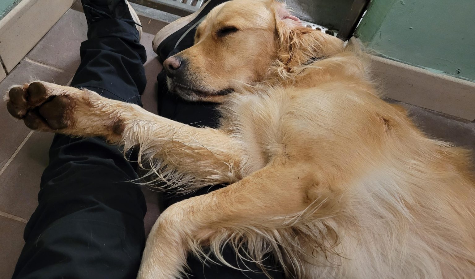 A golden retriever fast asleep, resting against a member of the Kuruba family