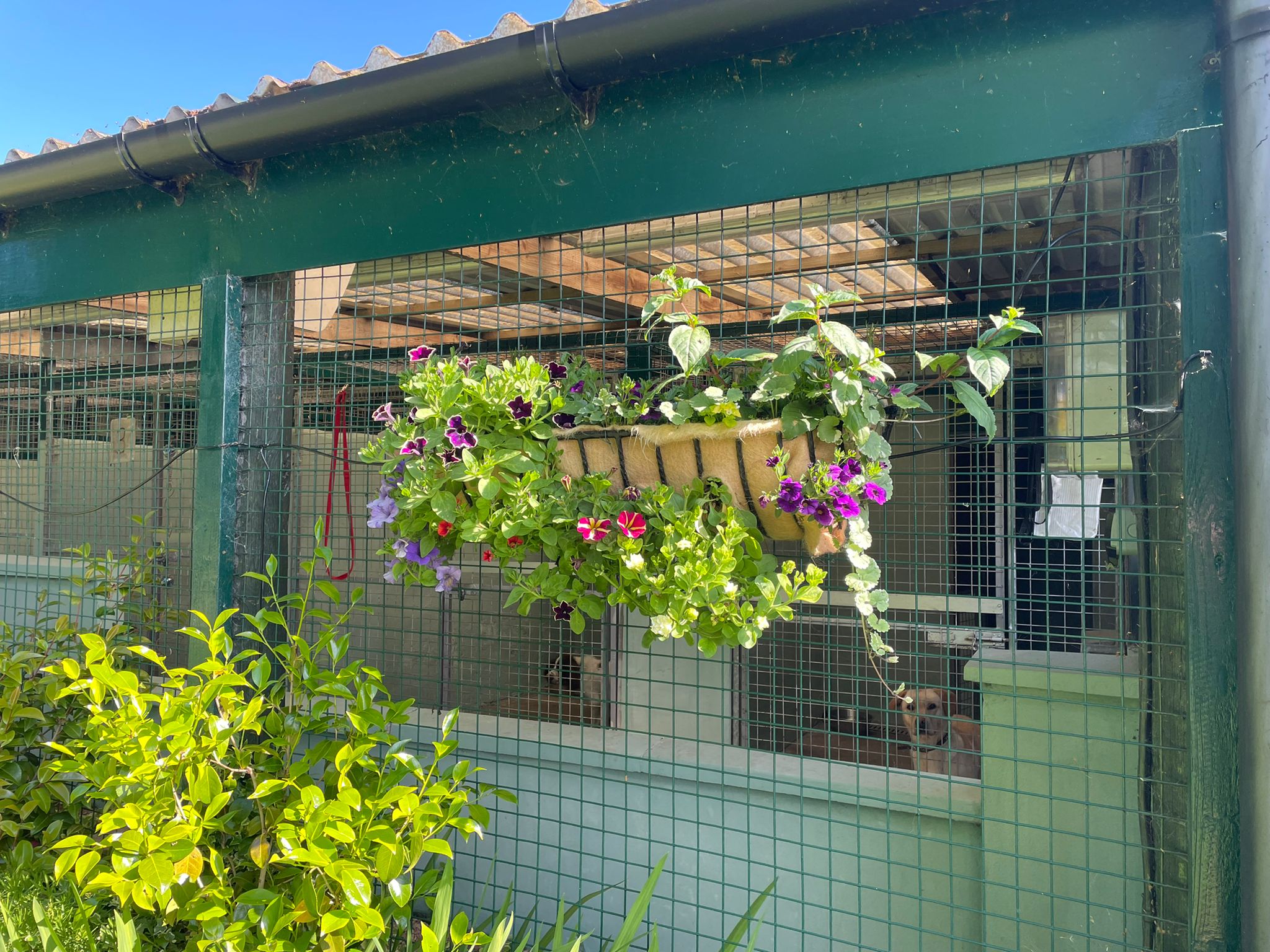 Dog Kennels Kuruba Kennels & Cattery Milngavie Glasgow