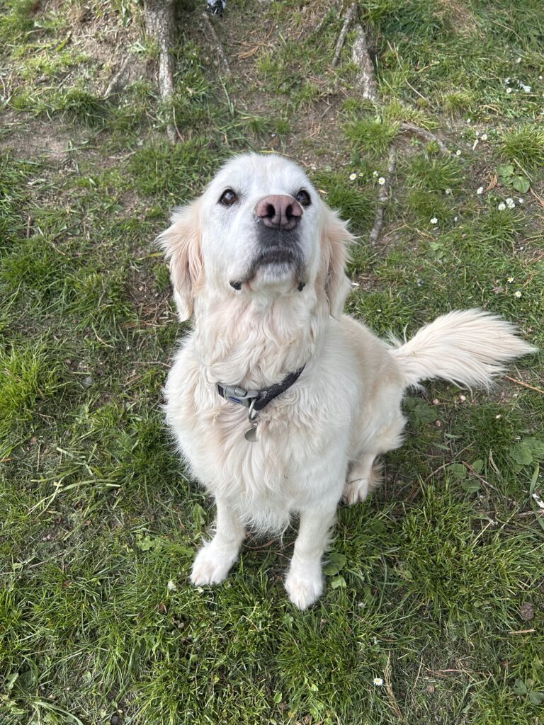 A dog enjoying the countryside at Kuruba