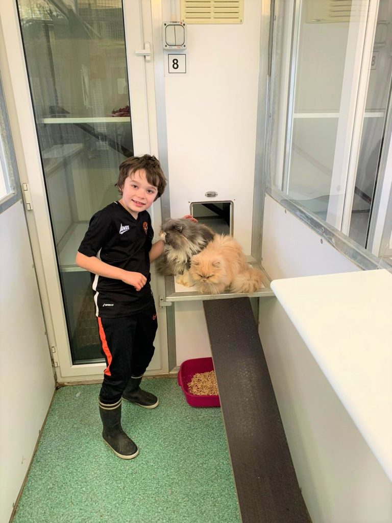 Cats settled in at Kuruba Cattery