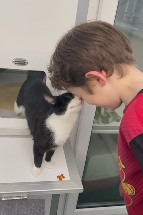 Cat staying at Kuruba Cattery