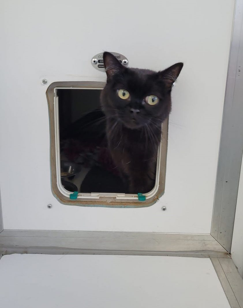 Cat Boarding Kuruba Kennels & Cattery Stirling Glasgow