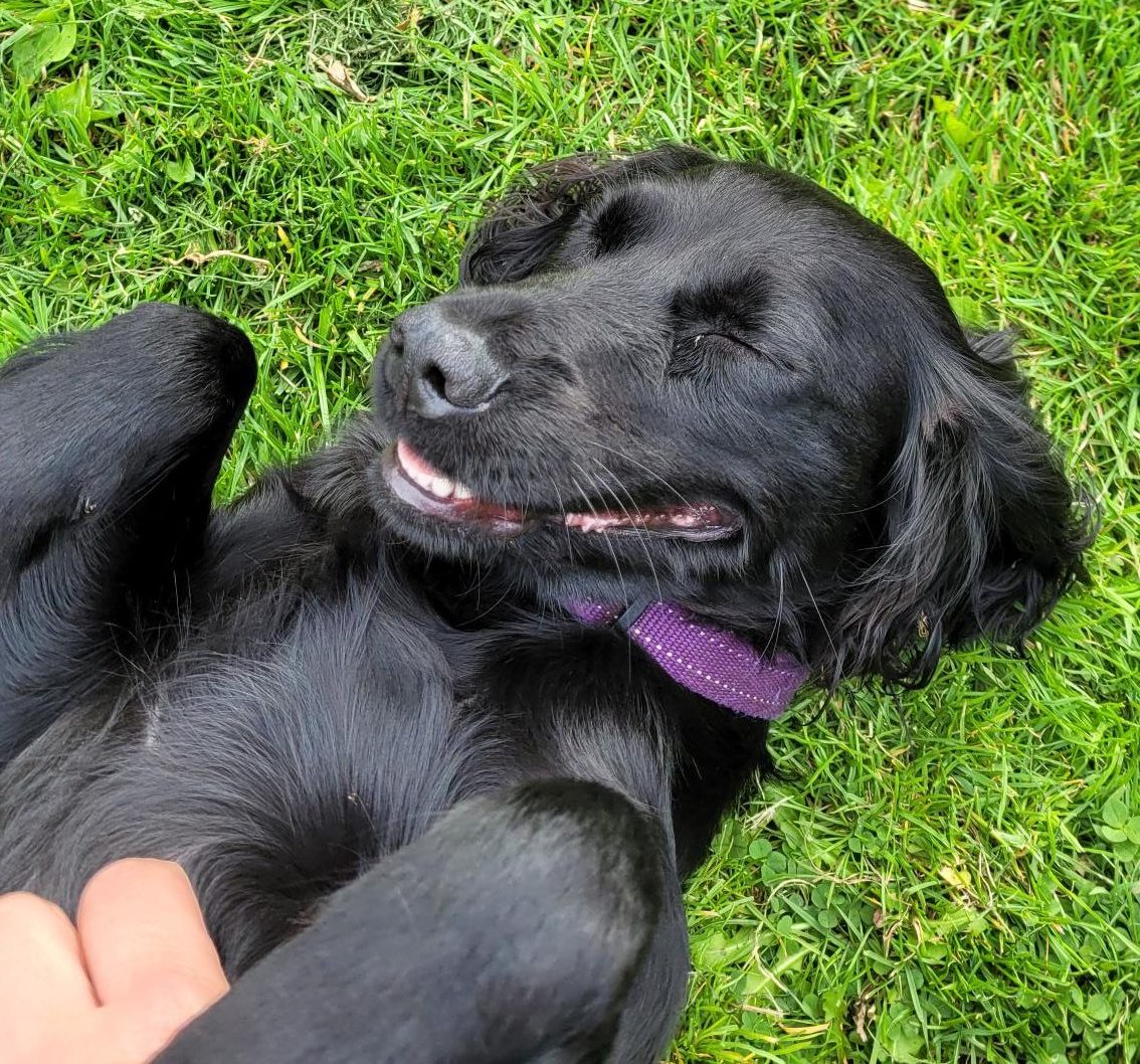 Dog at Kuruba Kennels