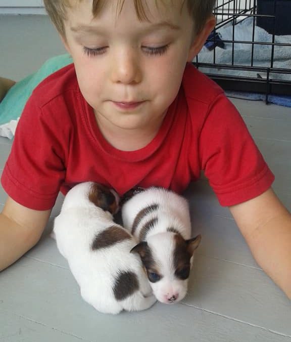 Puppies at Kuruba