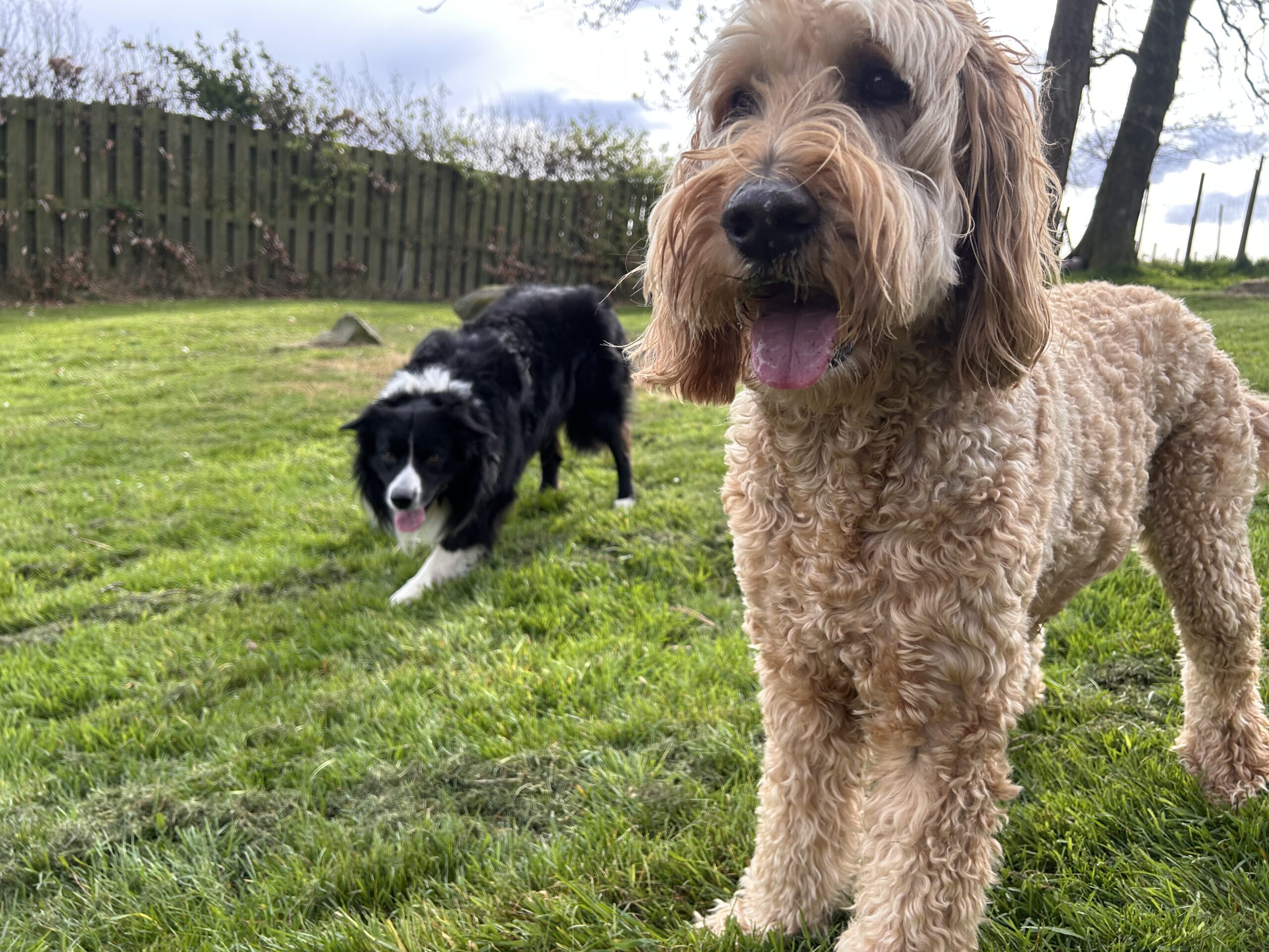 Two happy dogs, Archie and Ollie, playing in the grass exercise area at Kuruba Kennels in the Trossachs