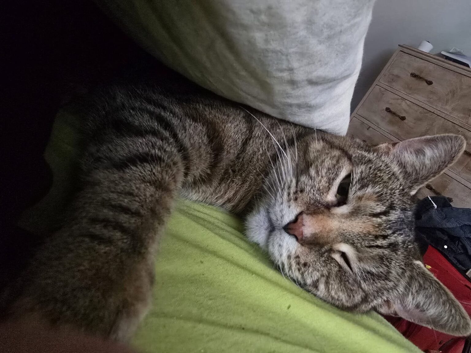 A cat relaxing in the cosy cattery at Kuruba