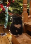 Judy the cat relaxing at Kuruba Cattery in Gartmore near Stirling and Glasgow