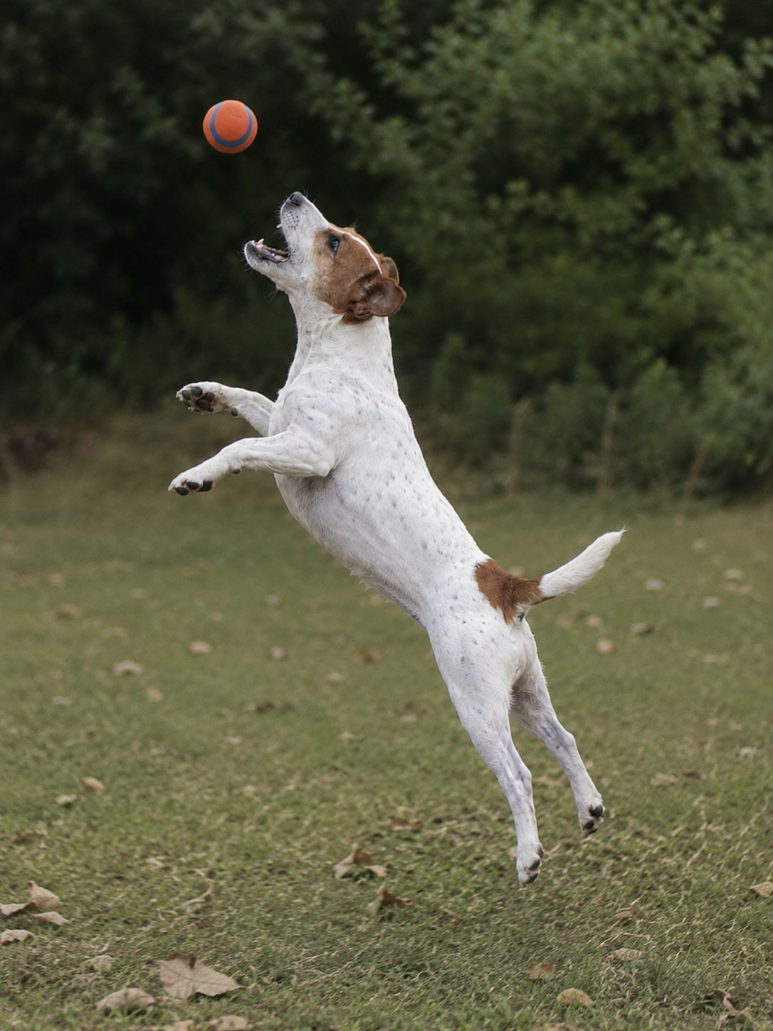 Dash jumping in the dog play area at Kuruba Kennels